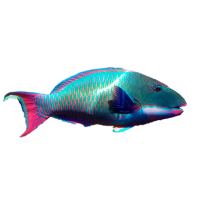 Imagem do produto Peixe Papagaio